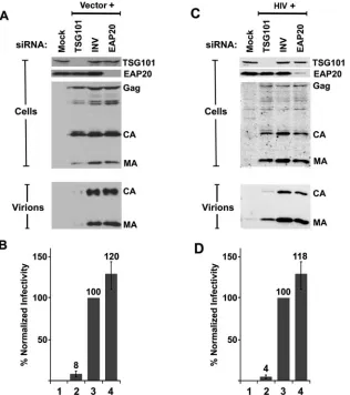 FIG. 7. siRNA depletion of EAP20 does not diminish HIV-1 vector release or transduction efﬁciency