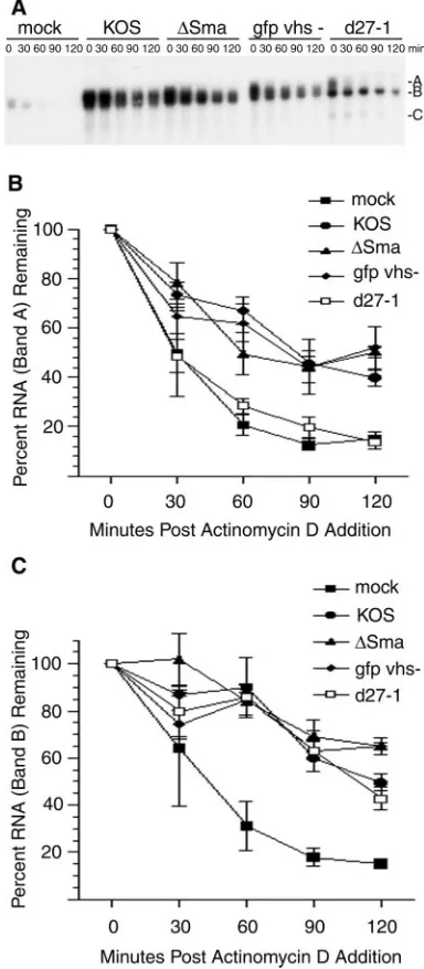 FIG. 1. ICP27, not vhs, is required for HSV-mediated stabilizationof IEX-1 RNA. (A) HeLa cells were mock infected or infected with