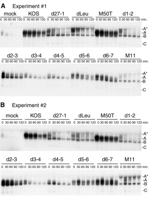 FIG. 3. Regions of ICP27 required for stabilization of IEX-1 RNAband A. (A and B) HeLa cells were mock infected or infected with