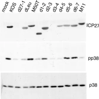 FIG. 5. Effects of the p38 inhibitor SB203580 on HSV-inducedstabilization of IEX-1 RNA band A