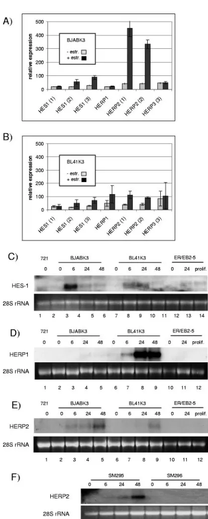 FIG. 5. Activation of basic helix-loop-helix genes by EBNA-2. To-tal cellular RNA of BJABK3 (A) and BL41K3 (B) was isolated before