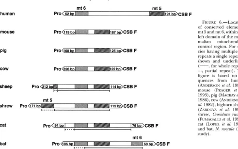 FIGURE 6.-Location of conserved elements, 