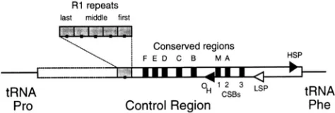 FIGURE 1.-Schematic organization of the bat mitochon- and LOW 1987; areas in the central region (letters) and conserved sequence of the control  regon near the tRNA-Pro