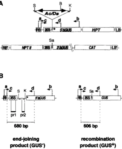 FIGURE  1 .-Assay tion.  A  recombination assay, based on activation of the GUS 