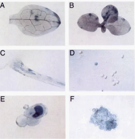 FIGURE 2.-In stained zygous logical was GUS' protoplasts  isolated (B), situ staining  for GUS activity in double  hemi- F, plants  for 5'AGUS:Ac and 3'AGUS