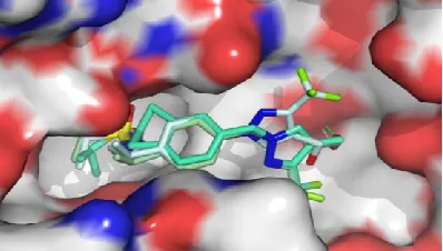 Figure 4 . Overlaid X-ray structure of compounds 4 and 7 in complex with the GluA2 S1S2 LBD