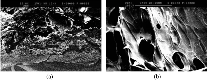 Figure 5. (a) SEM image of the tablet matrix of the 1:30 gelatin:soluble salt molar ratio formulation