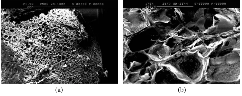 Figure 2. (Horizontal Sample. Low Magnification, ×23; (a) SEM image of the tablet matrix of the formulation adjusted to pH 8
