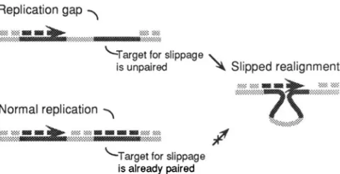 FIGURE 5.-Persistence will slipped realignment. If of the tandem repeat, the nascent strand singlestrand DNA  is the second repeat