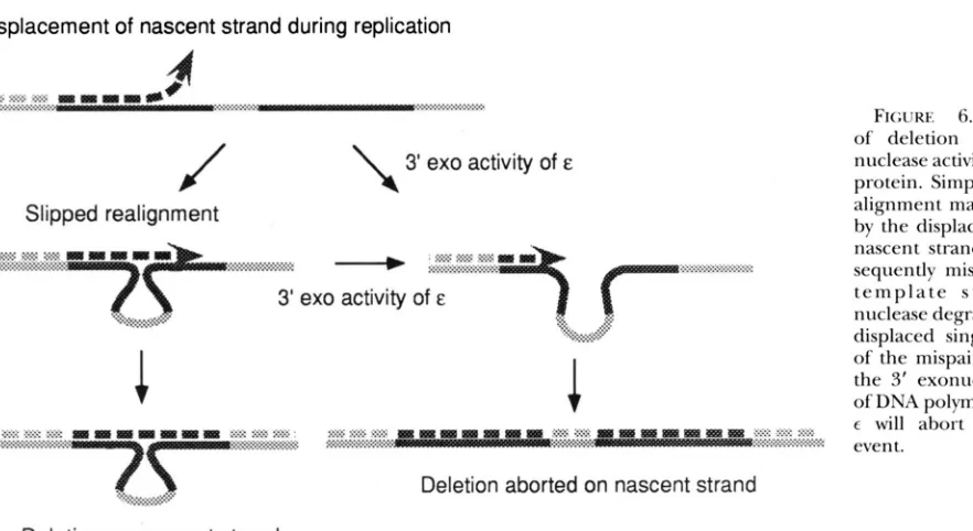 FIGURE 6"Prevention of deletion by the exo- 