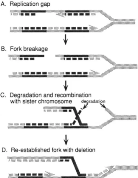 FIGURE 3.-Replication fork collapse and  repair (Kuzminov 1995b). (A) Inhibition of polymerization stalls the replication 
