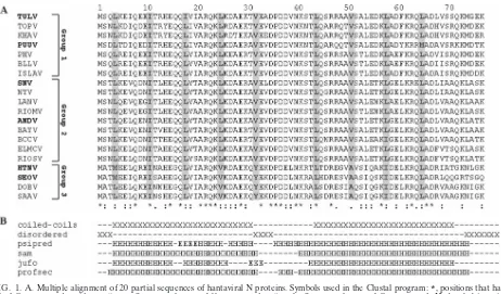 FIG. 1. A. Multiple alignment of 20 partial sequences of hantaviral N proteins. Symbols used in the Clustal program: *single fully conserved residue; :, “strong” groups that are fully conserved; ., “weaker” groups that are fully conserved