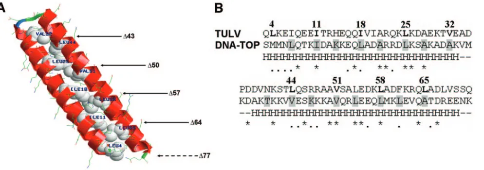 FIG. 2. Model built according to the alignment between TULV sequence (aa residues 3 to 73) and DNA topoisomerase (DNA-TOP) sequence(aa residues 641 to 712)