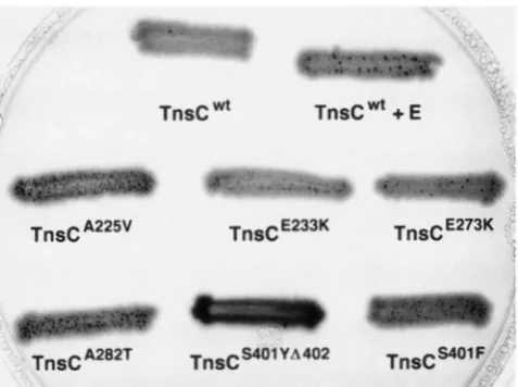 FIGURE 1.-Papillation phenotypes of the TnsC gain-of- function mutants. Cells  were patched TnsA+B was present in each strain; the TnsC species present plates and photographed after three days' incubation at 30"