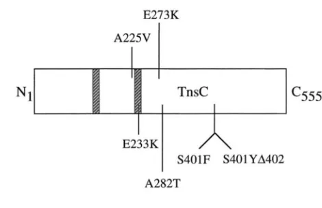 FIGURE P.-hino Walker TnsC  protein sequence is cartooned, with the residues altered Class in the Class acid changes in the TnsC mutants