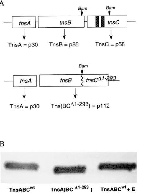 FIGURE observed MacConkey notypes Hatched  boxes of lactose plates after a M a y  incubation at (A) molecular  weights Construction of in in represent TnsC's  ATP deleted  from  the  Tns(BCA"%")  mutant
