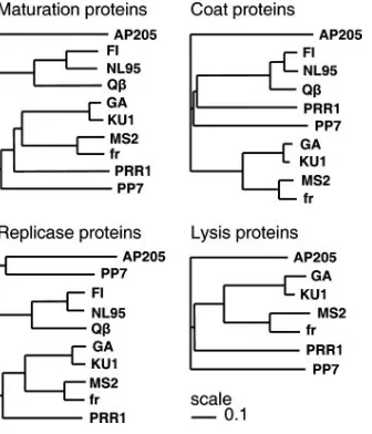 FIG. 2. UPGMA trees showing relationships between ssRNA phageproteins based on amino acid sequence comparisons constructed by