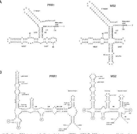 FIG. 4. (A) Equilibrium RNA structures in the 5�previously (inactive maturation gene) (34)