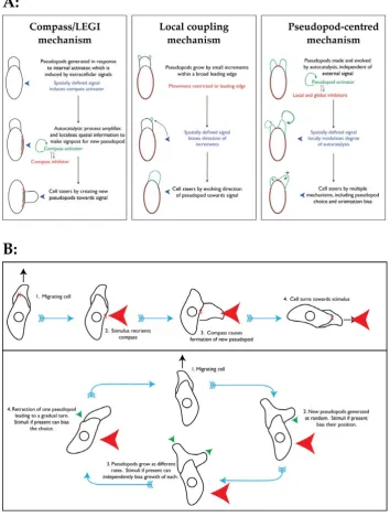 Figure 1. Comparison of different mechanisms. (A) Comparison of the underlying ideas behind different mechanisms that have been proposedto explain chemotaxis