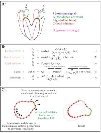 Figure 2. Pseudopod-centred computational model for chemotaxis. (A) Topology of feedback loops