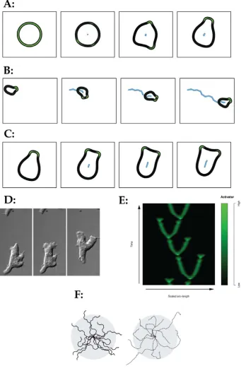 Figure 3. Simulation of random migration without stimulus. (A–D) Initial polarization (A), persistence of migration (B), and pseudopodlocal levels of pseudopod activator; blue shows cell centroid track