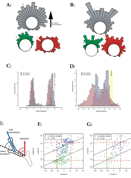 Figure 5. Mechanisms that drive eukaryotic chemotaxis. (A, B) Pseudopod selection from simulated cells (A) and real cells (B; data from [6]).pseudopod angle by stimuli from different orientations