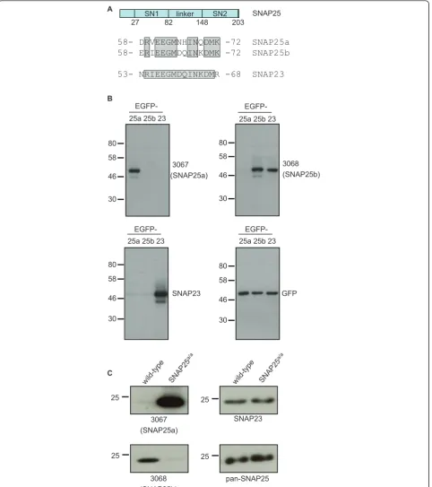 Figure 1 Characterization of 3067 and 3068 antibodies. A) The top schematic (in blue) shows the domain structure of SNAP25; SN1 and SN2denote the respective SNARE domains