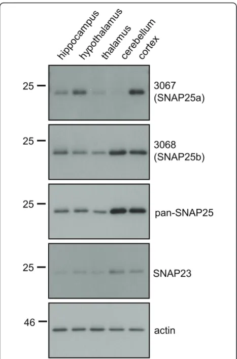 Figure 3 Regional expression of SNAP25a and SNAP25b in ratbrain. Lysates from various brain regions (supplied by Zyagen; 3animals/sample; ~ 10 week old) were resolved by SDS-PAGE andtransferred to nitrocellulose for immunoblotting analysis usingantibodies 