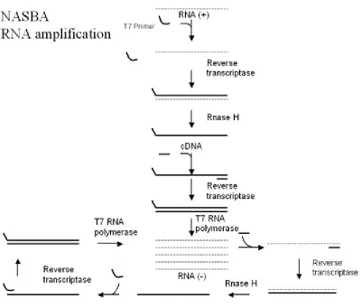 Figure 1.1  Schematic of NASBA (Jean et al., 2001) 