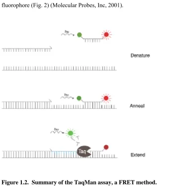 Figure 1.2.  Summary of the TaqMan assay, a FRET method.  (Molecular Probes, Inc., 2001) 