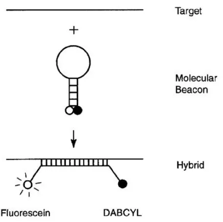 Figure 1.3.  Molecular beacon hybridizing to target. (Tyagi and Kramer, 1996) 