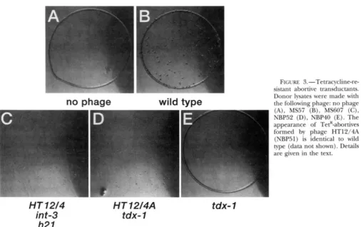 FIGURE 3.-Tetracycline-re- sistant  abortive  transductants. 