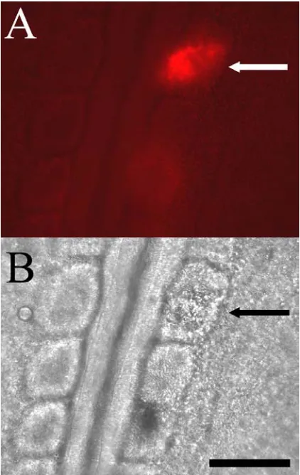 Figure 3. (A) Stage 10 embryo observed using a                          propidium iodide filter set