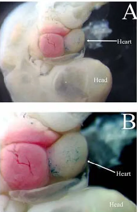Figure 1.  Arrow marked positive β-Galactosidase stained   embryonic heart. 