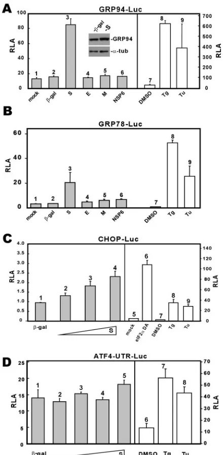 FIG. 2. Inﬂuence of SARS-CoV proteins on the UPR. (A and B)SARS-CoV S protein activates GRP94 and GRP78 promoters