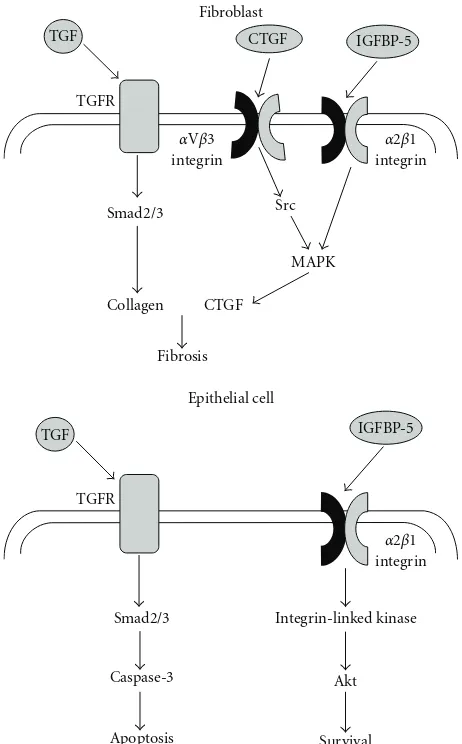 Figure 1: Diﬀerential eﬀects of TGF-β1 and IGFBP-5 on mesenchy-mal and epithelial cells