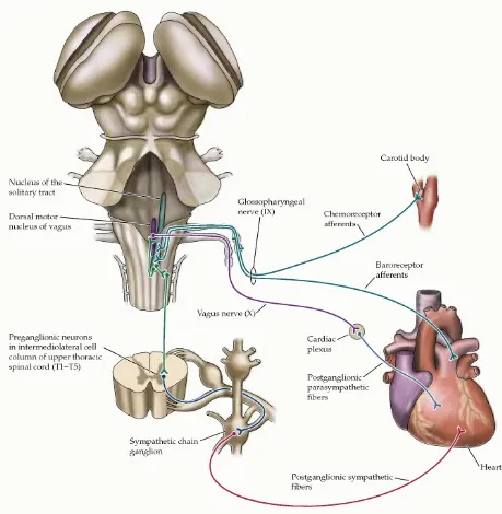 Figure 3.Parasympathetic and sympathetic innervation of the heart 