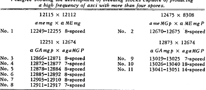 TABLE 1 Pedigree showing the development a high lrequency of asci with more than four spores