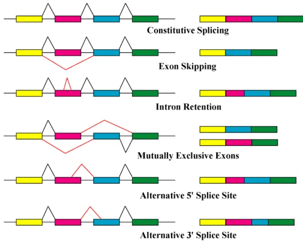 Figure 2.2: Basic types of alternative splicing events.