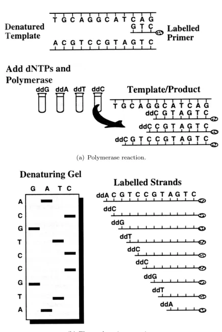 Figure 2.3: Sanger sequencing process. Figure 2.3(a) illustrates the products of the polymerase reaction, taking place in the ddCTP tube