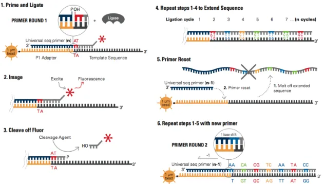 Figure 2.8: Sequencing by ligation. In (1) the primer is annealed to the adaptor and the first two bases of the probe are bound to the first two bases of the sequence