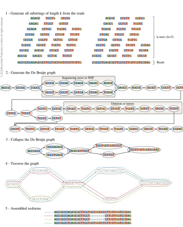 Figure 3.1: Genome Independent assembly. Reads are split into k-mers (1) and the De Bruijn graph is built, with the possibility of having sequencing errors or SNPs and also deletions or introns, that generate different branches (2)