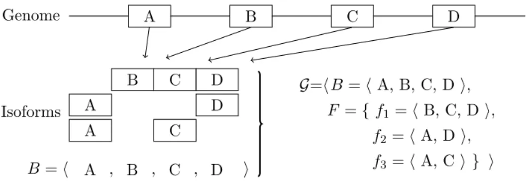 Figure 3.2: Example of expressed gene. Given a gene in which its isoforms are com- com-posed of blocks (that for simplicity are associated to exons: A, B, C and D) extracted from the genome, we represent the sequence B of blocks based on the (genomic)  pos