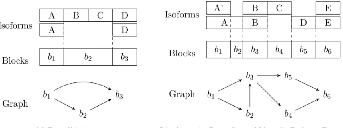 Figure 3.3: Examples of Isoform Graphs. These two examples show the isoform composition of a gene (1) with the corresponding block sequence (2) and their isoform graphs (3)