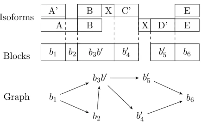 Figure 3.4: Alternative splicing graph compatible with the reads of the expressed gene of Figure 3.3(b)