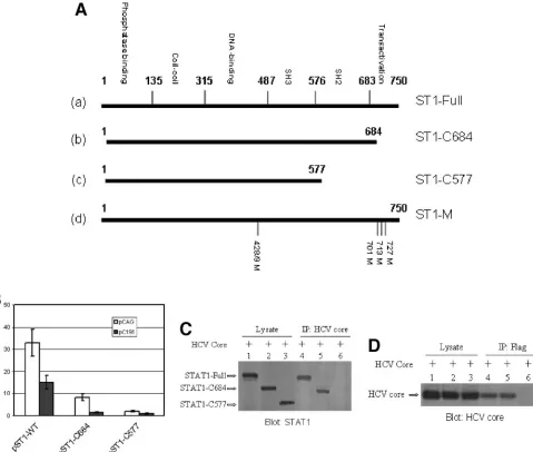 FIG. 6. HCV core interacts with STAT1 at the SH2 domain. (A) Map of STAT1 constructs. (a) Full-length STAT1 (pST1-Full, aa 1 to 750).(b) C-terminally truncated STAT1 construct pST1-C684 (Flag STAT1, aa 1 to 684)