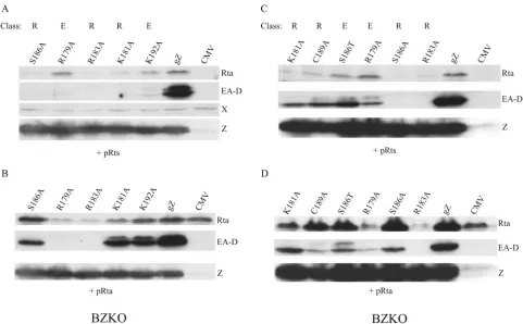 FIG. 8. Basic domain point mutants that speciﬁcally fail to activatelate protein expression