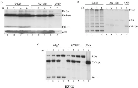 FIG. 9. The Z(Y180E) late mutant is defective at activating EBV lytic-DNA replication