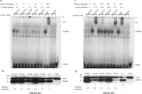 FIG. 1. Representative assays for DNA binding by ZEBRA basic domain point mutants. (A and C) Examples of results of EMSA using extractsof HKB5/B5 cells prepared 24 h after transfection with the individual point mutants