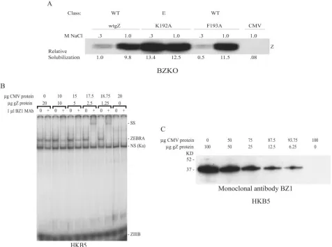 FIG. 2. Effect of ZEBRA protein concentration on supershifting with BZ1 MAb. (A) Comparison of the solubilities of wild-type ZEBRA(wtgZ) and two basic domain point mutants, the K192A protein (early mutant [E]) and the F193A protein (WT), in 0.3 M and 1.0 M